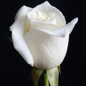 Meet your Posher, Marlin